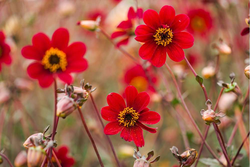 Dahlia 'Bishop of Auckland'